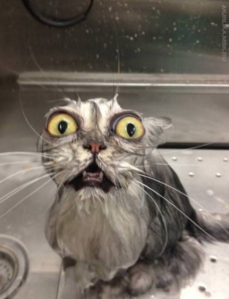 кот после ванны